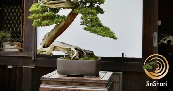 JinShari Starts Generative AI Bonsai Aftercare PoC Backed by Saitama City