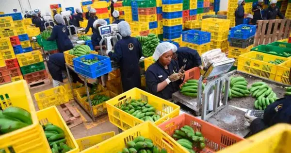 Twiga Foods Enters Administration as Restructuring Fails